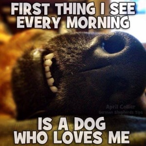 close up of a dog's nose and mouth and the caption: First Thing I See Every Morning is a Dog Who Loves Me