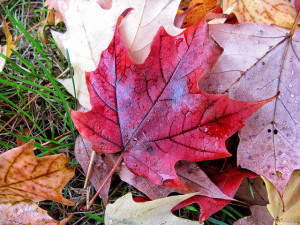 red maple leaf