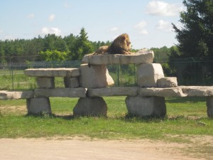 Adult male lion suns himself on a tall rock formation