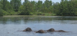 three adult elephants with only their heads above water as they swim