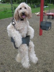 A large, blond, curly dog sits upright in a child's swing, looking at the camera and appearing quite comfortable.