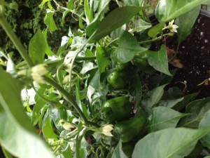 pepper plant with a half dozen small peppers and lots of flowers