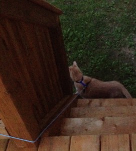 Spice at the bottom of the stairs, the line taut against the railing , as he looks out over the lawn