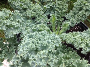 healthy kale leaves on a big plant