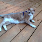 Spice lying on the deck, looking comfortable