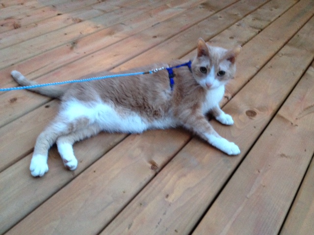 Spice lying on the deck, looking comfortable