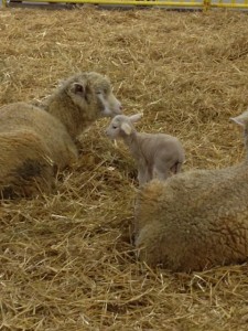 newborn lamb nuzzles its mother's face in a bed of straw