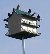 large white birdhouse with six rooms on each side, and balconies for perching, with several dark birds sitting on the green roof