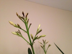 Small white buds in various stages of starting to open