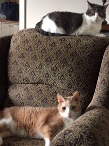 Spice lays on the seat of an upholstered chair while Miss Sugar is on the top of it, both looking at the camera