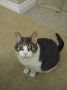 Sugar sitting on the rug, looking up at the camera