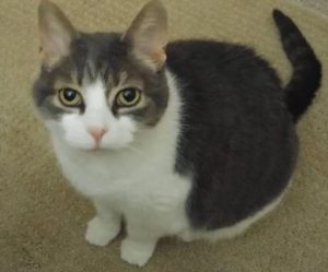 Sugar sitting on the rug, looking up at the camera