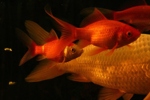 close-up of red koi fish swimming