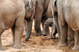 three adult elephants surround a new baby in a protective circle