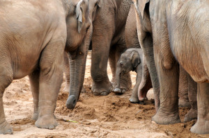 three adult elephants surround a new baby in a protective circle 