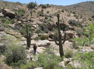 Derek looks like a toy soldier between two cacti that must be more than 35 feet tall