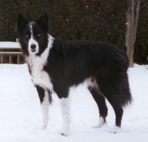 Big, beautiful pure bred Border Collie, standing in the snow, looking at the camera