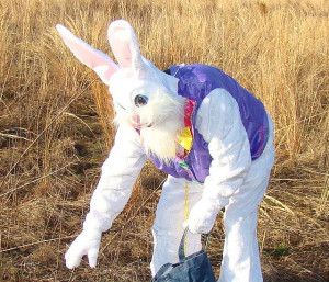 person dressed up as an Easter Bunny putting eggs near a hayfield