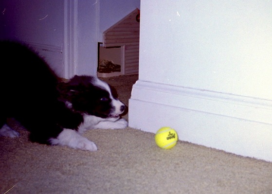 Lee Roy as a puppy, backed up on his haunches, barking at a tennis ball beside a wall, on a carpeted floor
