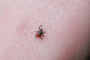 tiny deer tick walks on a leg