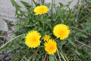 a dandelion plant in full bloom