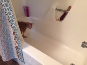 Spice walking around the bathtub after my shower