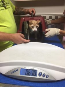 Spice pokes his head out of his carrying crate but doesn't want to come out and get weighed