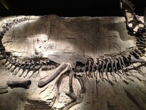 Dino fossil in partially unearthed