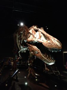 T-Rex skeleton with the head in light and the body in shadows