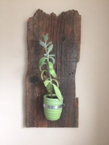 rough, rustic piece of barn board with an 8-inch tall green plant in a small green pot held in front by a clamp.