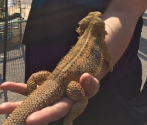 lizard on my outstretched hand reaches up to my elbow