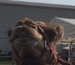 close=up of a camel's head showing two large, uneven teeth peeking out from between its lips