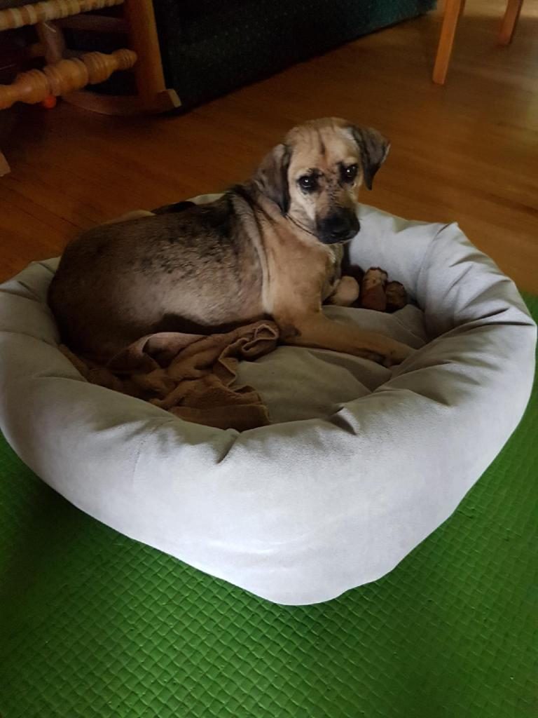 Matilda looking like the Queen of the Universe curled up in her fluffy, white bed