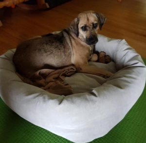 Matilda looking like the Queen of the Universe curled up in her fluffy, white bed