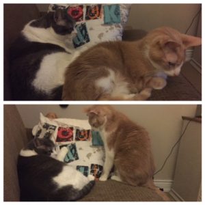 First photo shows Spice lying down with his back right up to the front of Sugar. In the second photos she is still lying there while he sits and stares at her.