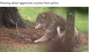 Headline over coyote photo reads: warning about aggressive coyotes from police