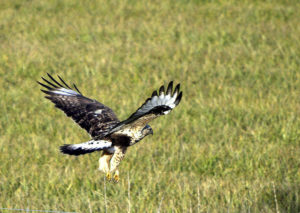 large hawk coming in for a landing in a field of hay