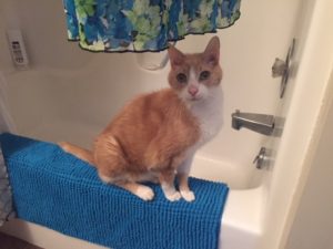 Spice sits on a bathmat laid over the edge of the tub. The hem of a dress is hanging above him. 