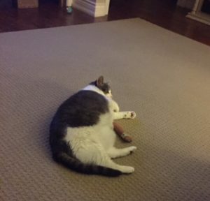 Miss Sugar the cat lying on a catnip toy that looks like a hot dog