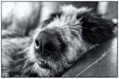 close up of a dog resting on a couch and its nose front and centre