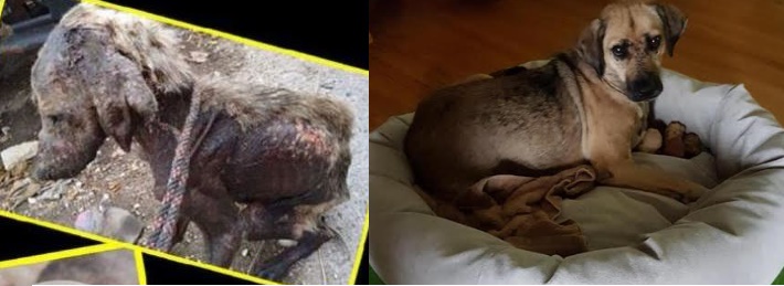 Photo on the left is a scrawny, furless dog covered in motor oil. On the right is a healthy dog with a full coat of fur, looking proud in her white doggie bed