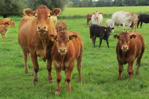 several cows in a field looking at the camera