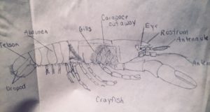 detailed pencil drawing of a crayfish that identifies all of its parts