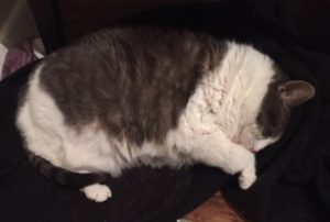 Chubby little Miss Sugar fast asleep on her blanket on the floor