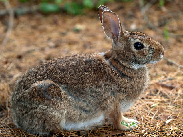 side view of a brown rabbit sitting on grass