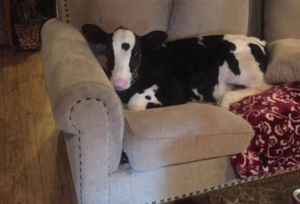 black and white calf curled up on a cream coloured couch 