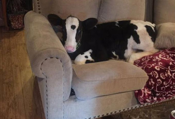 black and white calf curled up on a cream coloured couch