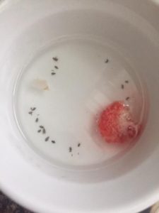 more than 20 dead fruit flies at the bottom of a small white bowl with liquid in it, and a piece of a strawberry
