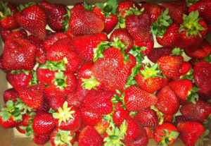huge pile of fresh strawberries