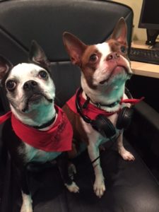 Bella and Pickles, Boston Terriers. Pickles has headphones around his neck.